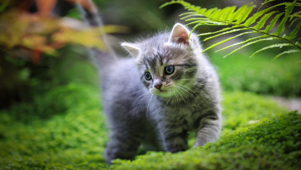Kahve Falında Kedi Görmek: Gizem, Bağımsızlık ve İçsel Duyguların Yansıması