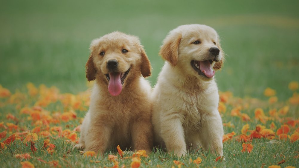 Kahve Falında Köpek Görmek: Sadakat, Koruma ve İçsel Dünyanın Derinlikleri